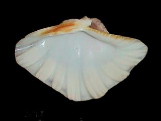 6-5 inch SYNTHETIC CLAM SOAP DISH