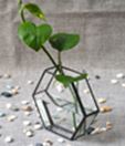 Hydroponics pots Glass Terrarium 15.5 x 4.5 x 14 cm