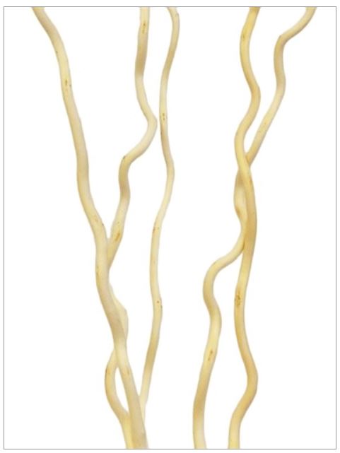 Corkscrew Willow Decor