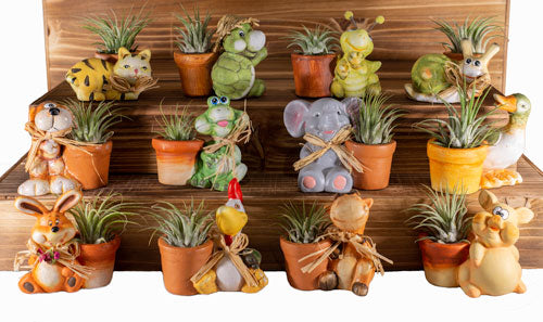 Air Plant Planters - Assorted Cute ANIMALS 12/PK