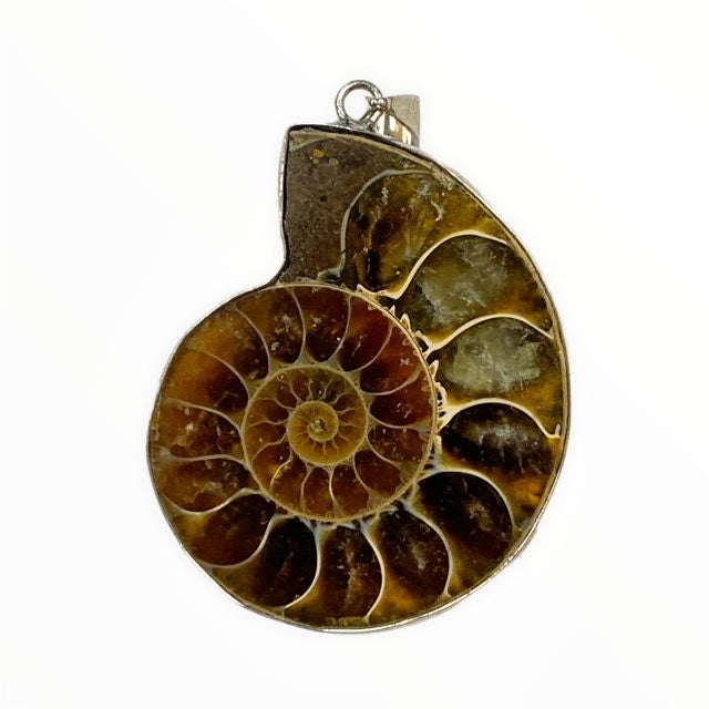 Natural Ammonite Fossil Half Polished Pendant on Necklace in Black Box - 8cm - NEW922